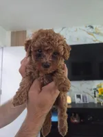 Female poodle puppy, a female Poodle - Miniature  for sale in San Diego, CA – 2 of 4