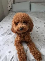 Male poodle puppy, a male Poodle - Miniature  for sale in San Diego, CA – 3 of 4