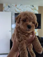 Male poodle puppy, a male Poodle - Miniature  for sale in San Diego, CA – 4 of 4