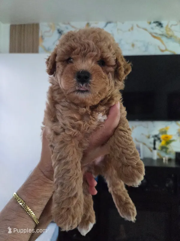 Male poodle puppy – Poodle - Miniature  puppy for sale in San Diego, CA
