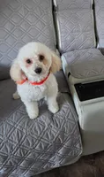 Female poodle puppy, a female Poodle - Miniature  for sale in San Diego, CA – 3 of 4
