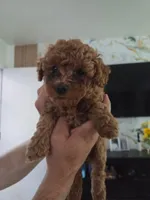 Female poodle puppy, a female Poodle - Miniature  for sale in San Diego, CA – 1 of 4