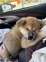 Kenji, a male Japanese Akita for sale in Las Vegas, NV – Photo 9 of 10