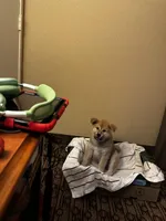 Kenji, a male Japanese Akita for sale in Las Vegas, NV – Photo 2 of 10