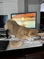 Kenji, a male Japanese Akita for sale in Las Vegas, NV – Photo 3 of 10