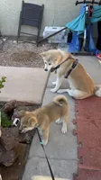 Kenji, a male Japanese Akita for sale in Las Vegas, NV – Photo 10 of 10