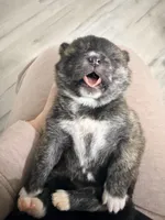 Hero, a male Japanese Akita for sale in Las Vegas, NV – Photo 1 of 7