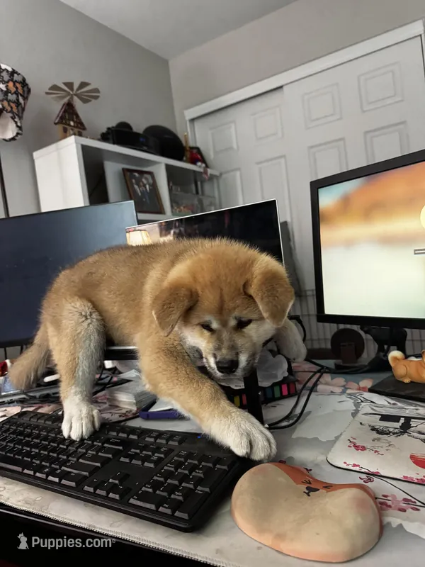 Kenji – Japanese Akita puppy for sale in Las Vegas, NV