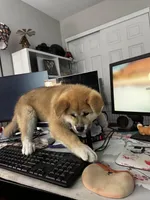 Kenji, a male Japanese Akita for sale in Las Vegas, NV – Photo 1 of 10