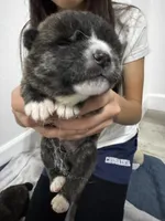 Hero, a male Japanese Akita for sale in Las Vegas, NV – Photo 5 of 7