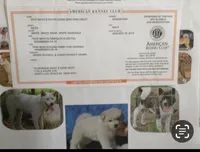 Hero, a male Japanese Akita for sale in Las Vegas, NV – Photo 2 of 7