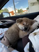 Kenji, a male Japanese Akita for sale in Las Vegas, NV – Photo 4 of 10