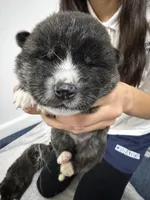 Hero, a male Japanese Akita for sale in Las Vegas, NV – Photo 7 of 7