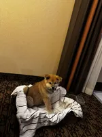 Kenji, a male Japanese Akita for sale in Las Vegas, NV – Photo 5 of 10