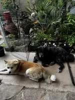 Kesha, a female Japanese Akita for sale in Las Vegas, NV – Photo 9 of 9