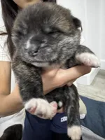 Kesha, a female Japanese Akita for sale in Las Vegas, NV – Photo 4 of 9