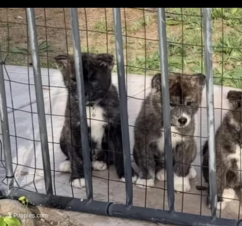 Kesha – Japanese Akita puppy for sale in Las Vegas, NV