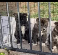 Kesha, a female Japanese Akita for sale in Las Vegas, NV – Photo 1 of 9