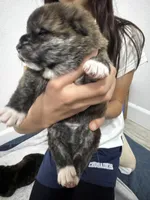 Kesha, a female Japanese Akita for sale in Las Vegas, NV – Photo 6 of 9