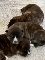 Kesha, a female Japanese Akita for sale in Las Vegas, NV – Photo 7 of 9