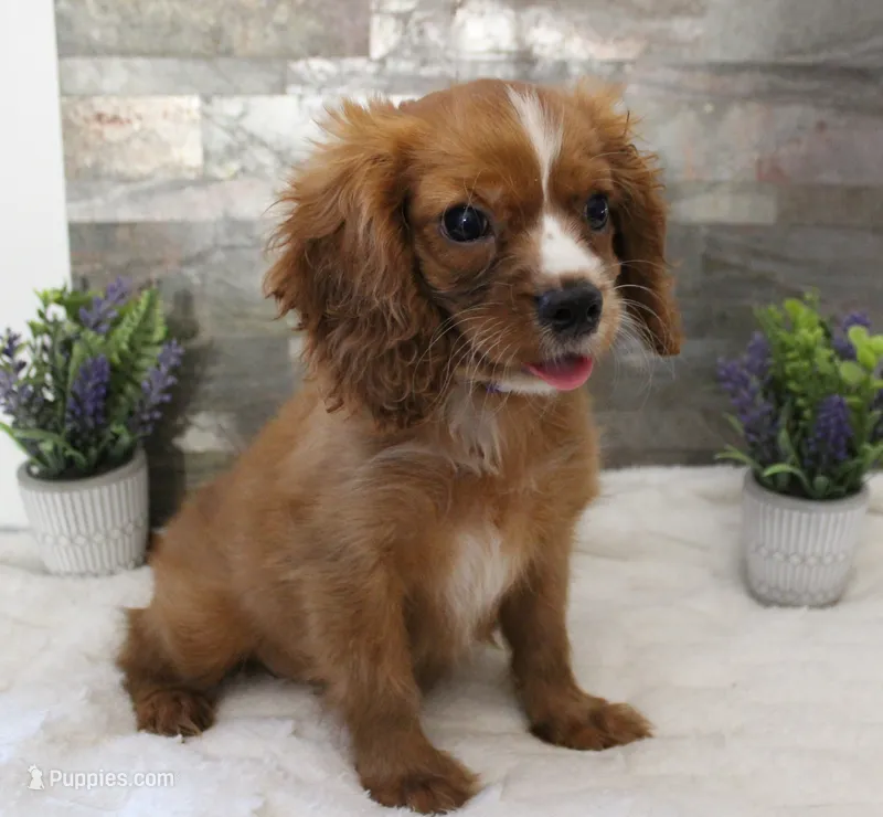 #1 Male Reba – Cavalier King Charles Spaniel puppy for sale in Paris, KY