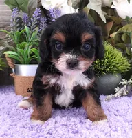 #1 Female (Suzy's), a female Cavapoo for sale in Paris, KY – 2 of 8