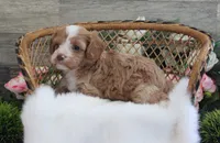 #1 Female (Autumn's), a female Cavapoo for sale in Paris, KY – 2 of 6