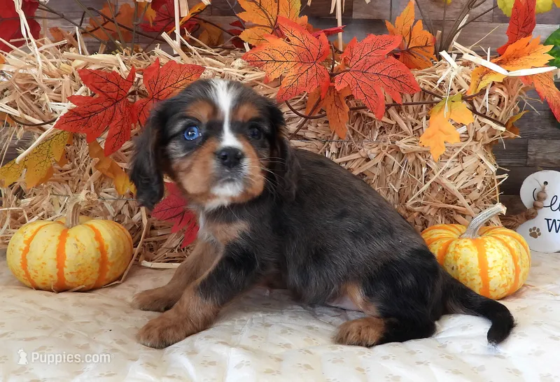 #2 Male (Lori's) – Cavalier King Charles Spaniel puppy for sale in Paris, KY