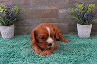 Reba #1 Male, a male Cavalier King Charles Spaniel for sale in Paris, KY – 2 of 4