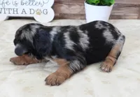 #5 Female (Barbie's), a female Cavapoo for sale in Paris, KY – 2 of 2