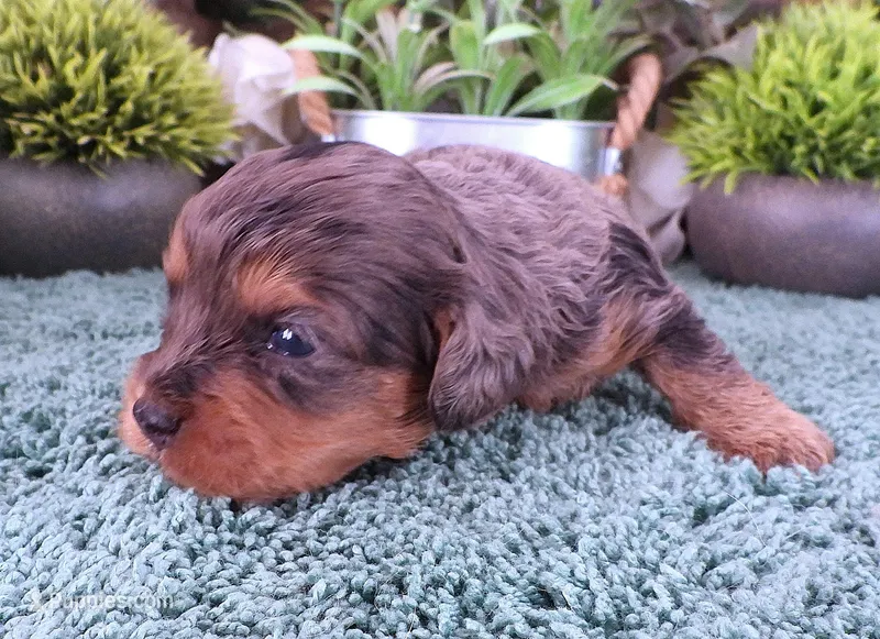 #3 Female (Marley's) – Cavapoo puppy for sale in Paris, KY