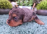 #3 Female (Marley's), a female Cavapoo for sale in Paris, KY – Photo 1 of 4