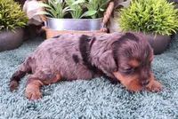 #3 Female (Marley's), a female Cavapoo for sale in Paris, KY – Photo 2 of 4