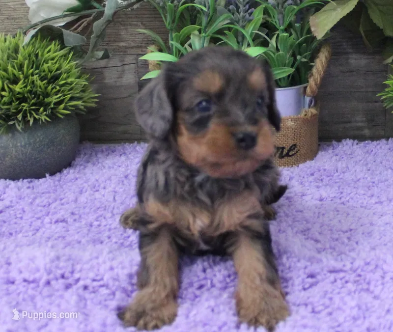 #3 Female (Marley's) – Cavapoo puppy for sale in Paris, KY