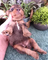 #3 Female (Marley's), a female Cavapoo for sale in Paris, KY – Photo 4 of 4