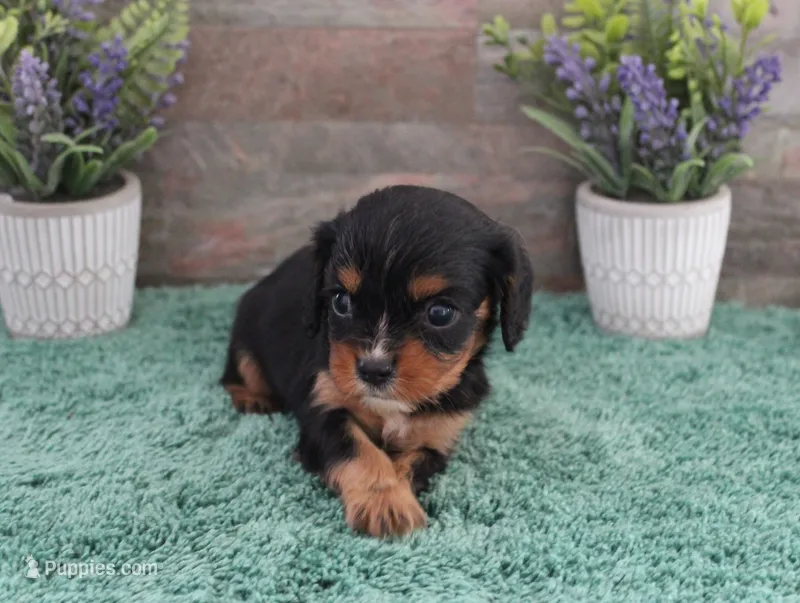 #1 female (Ruby) – Cavalier King Charles Spaniel puppy for sale in Paris, KY