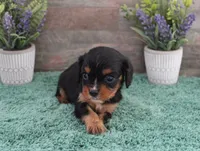 #1 female (Ruby), a female Cavalier King Charles Spaniel for sale in Paris, KY – 1 of 5