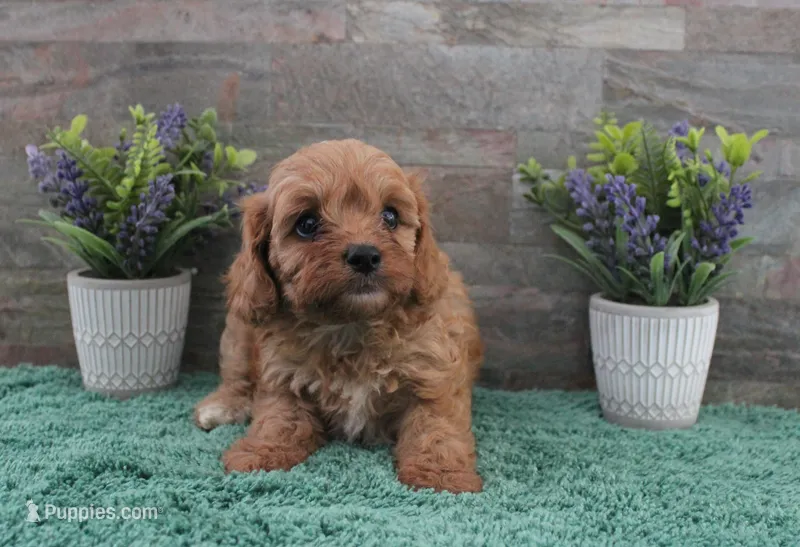 Patsys #2 Female – Cavapoo puppy for sale in Paris, KY