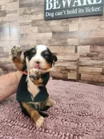 Mini Bernedoodle Male, a male Miniature Bernedoodle for sale in Paris, KY – 3 of 4