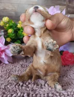 #3 Male (Whitney's), a male Cavapoo for sale in Paris, KY – 3 of 3