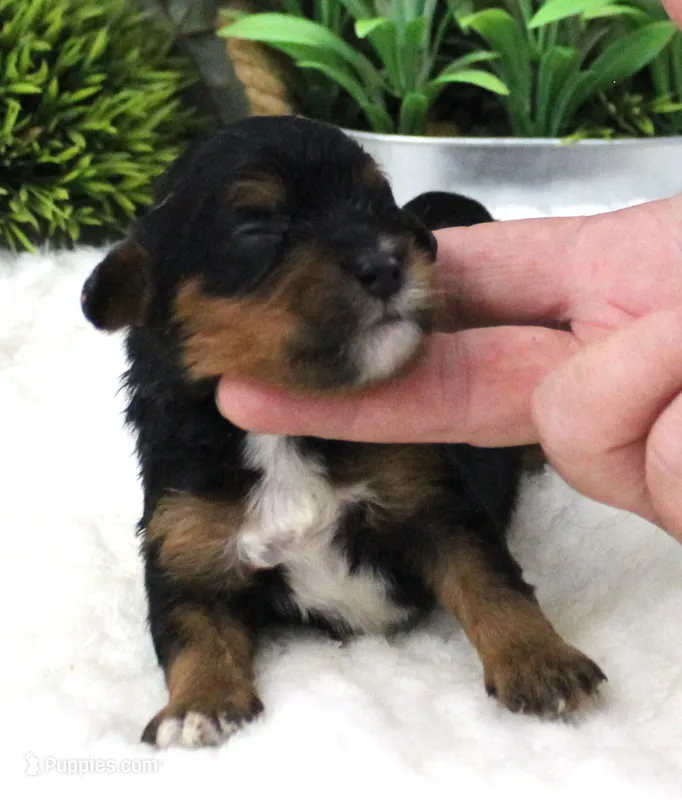 #6 Male (Autumn's) – Cavapoo puppy for sale in Paris, KY