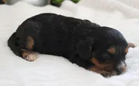 #2 Female (Roxy's), a female Cavapoo for sale in Paris, KY – 2 of 3