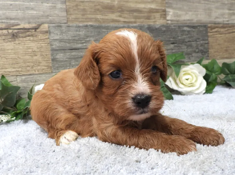 #5 Female (Piper's) – Cavapoo puppy for sale in Paris, KY