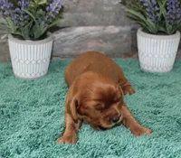 Beautys #1 Male, a male Cavalier King Charles Spaniel for sale in Paris, KY – 2 of 3