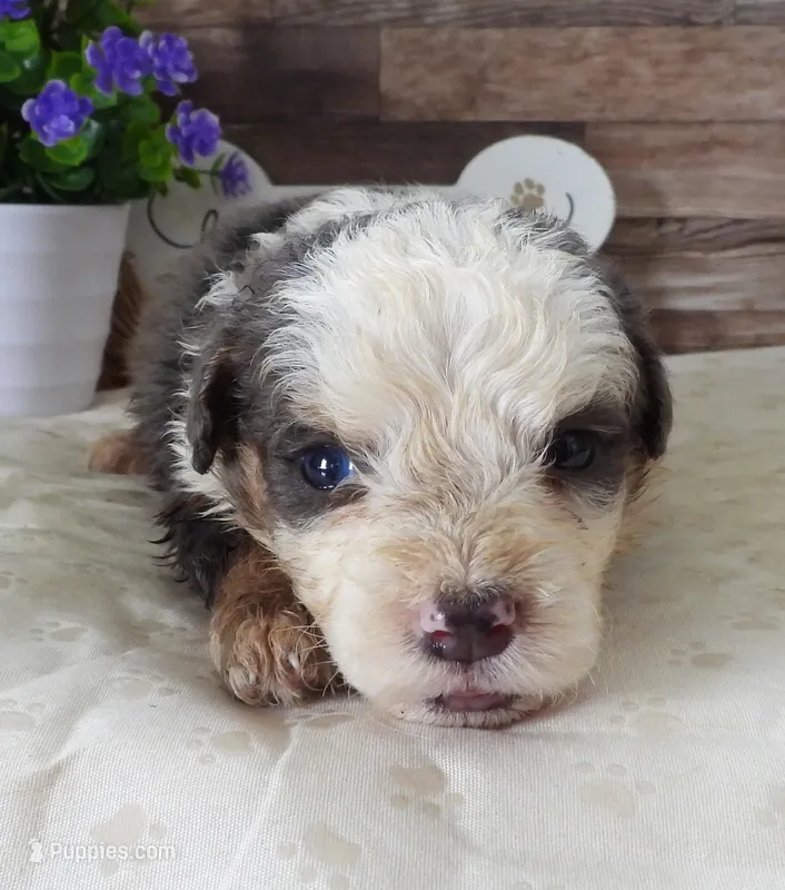 #10 Male (Splash's) – Miniature Bernedoodle puppy for sale in Paris, KY