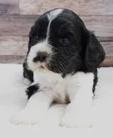 #7 Male (Lesley's), a male Cockalier for sale in Paris, KY – Photo 1 of 2