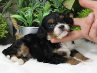 #1 Female (Suzy's), a female Cavapoo for sale in Paris, KY – 5 of 8