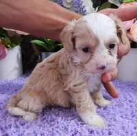 #1 Female (Kate's), a female Cavapoo for sale in Paris, KY – 2 of 3