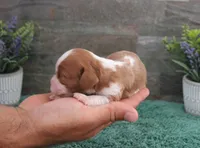 #4 Male (Ruby), a male Cavalier King Charles Spaniel for sale in Paris, KY – 1 of 5