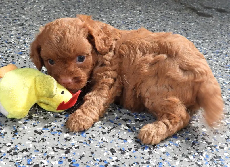 #2 Female (Tara) – Cavapoo puppy for sale in Paris, KY